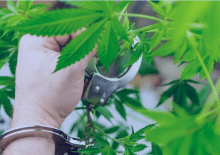 How Many Marijuana Arrests in Rhode Island.png