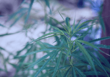 Rhode Island Marijuana Tax Revenue 2025.png
